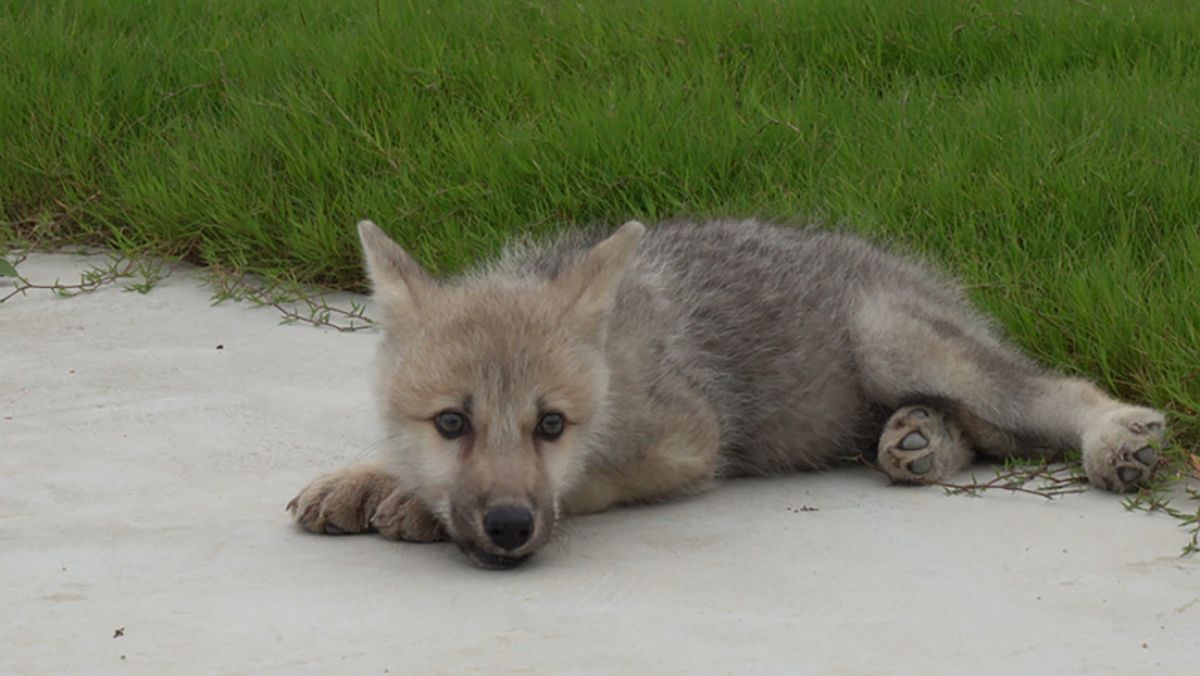 Lobo ártico es clonado por primera vez por biotecnólogos chinos