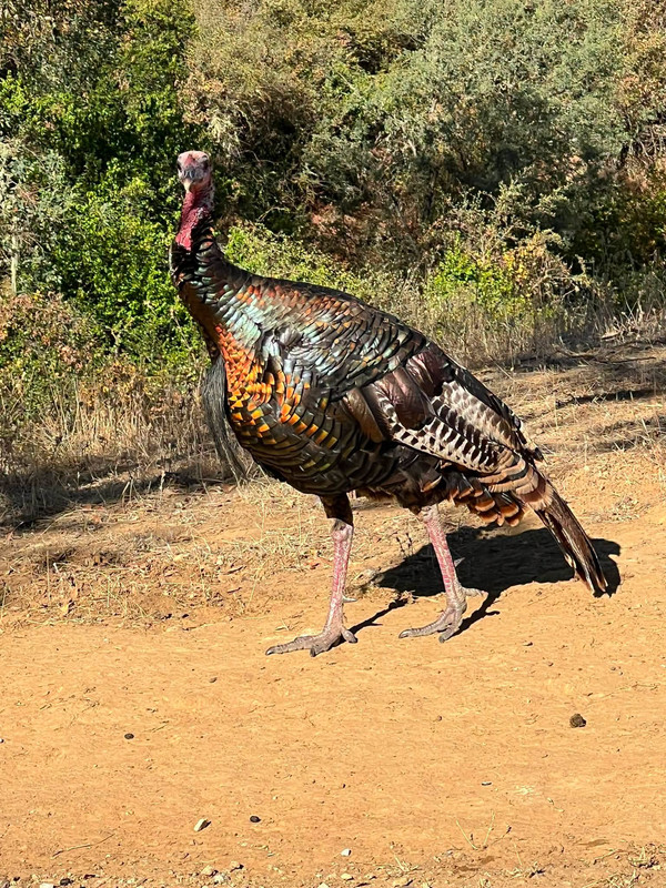 751865009 1000519086319163 3213450552824208360 n