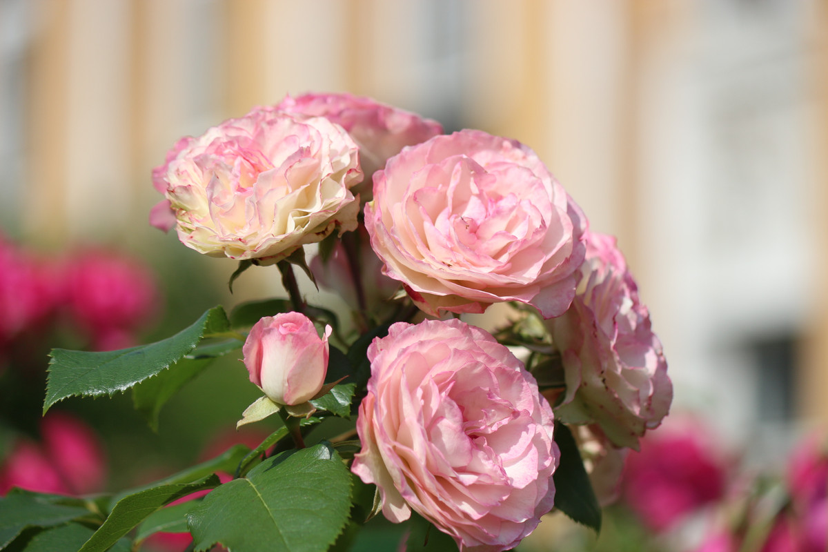 IMG 4981 — Postimages