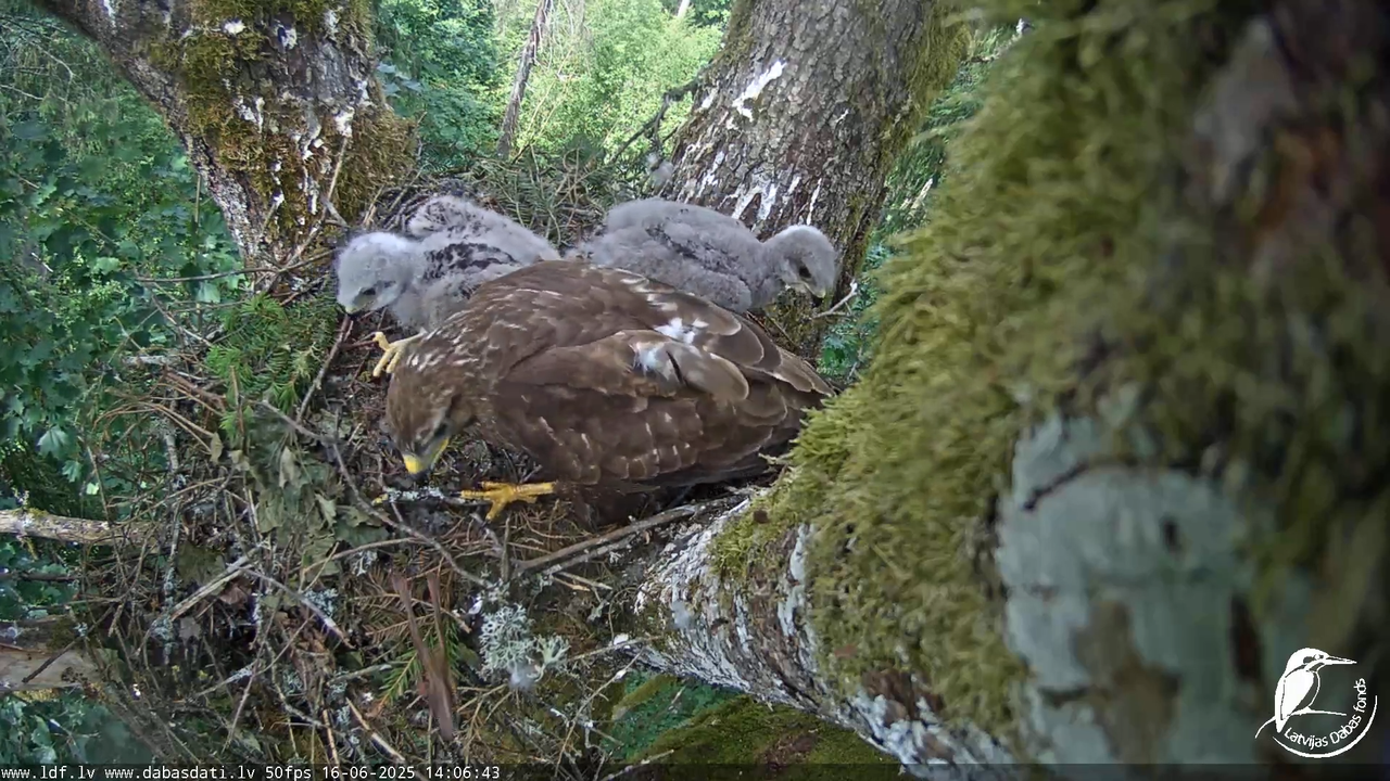Melnās klijas (Milvus migrans) Kurzemē_ peļu klijāni (Buteo buteo) 4-21-7 screenshot