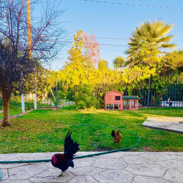 [Image: 52-BCB5-E2-600-B-4-EA3-8193-7-A856-A3-CF657.jpg]