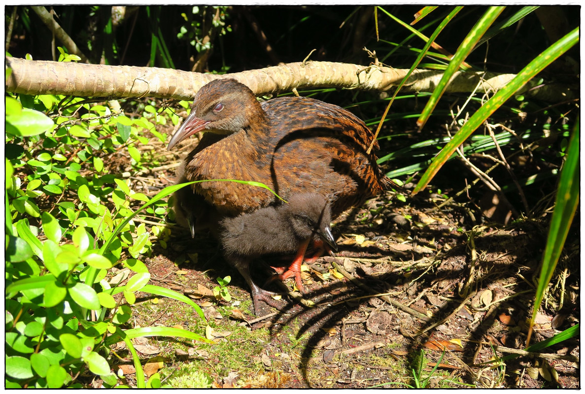 Escapadas y rutas por la Nueva Zelanda menos conocida - Blogs de Nueva Zelanda - Kahurangi NP: Heaphy Track (Navidad 2020, III) (54)