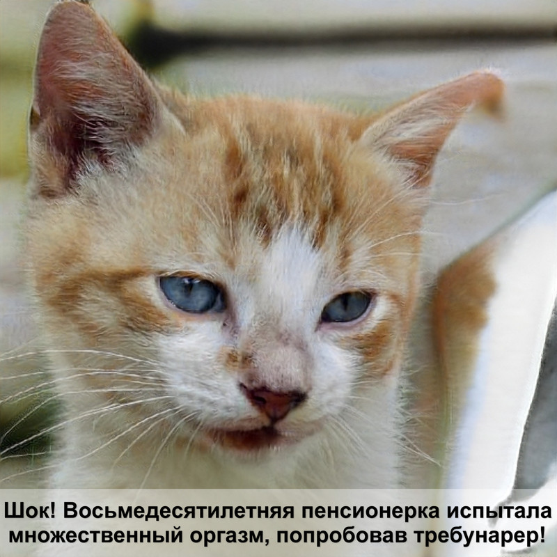 клетка для кошки