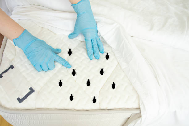 bed bug treatment Orlando