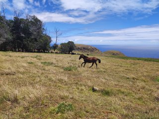 Poike:Ahu Kiri Reva-Papa u'i hetu'u-Ana o Keke-Té Ahu Moai Tea-Maunga - Isla de Pascua - Chile (27)