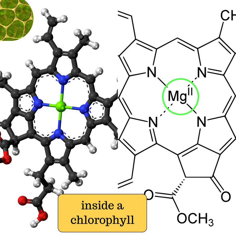 chlorophyll-inside-chemical-structure.jpg