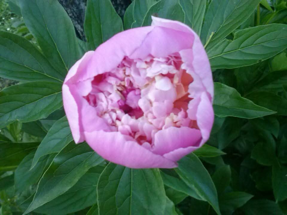 FB-IMG-1746689387902