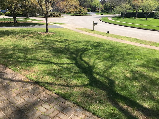 Does Bermuda Grass Thrive in Shady Areas?