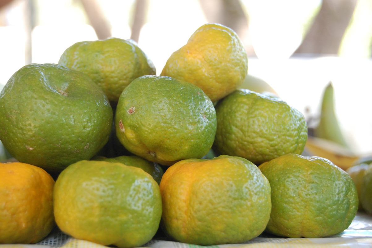 saipan tangerine