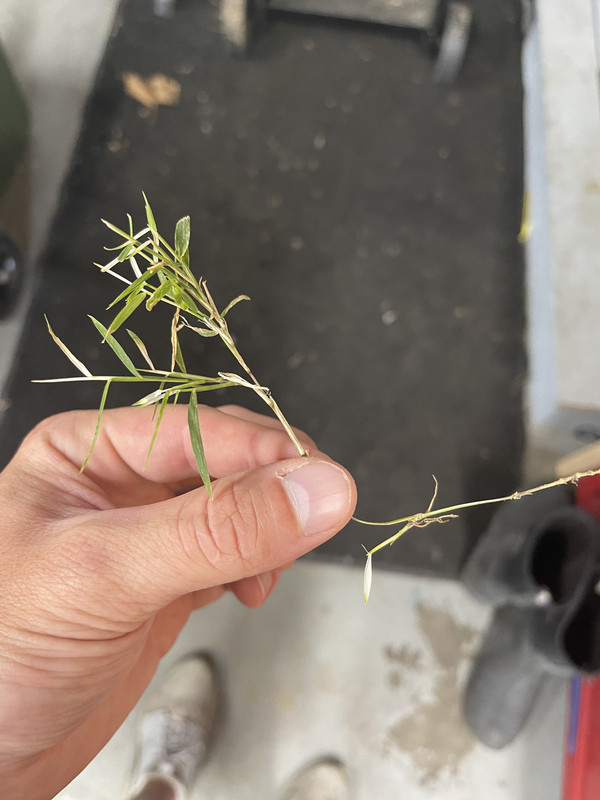 Help with Identifying Grassy Weed | Lawn Care Forum