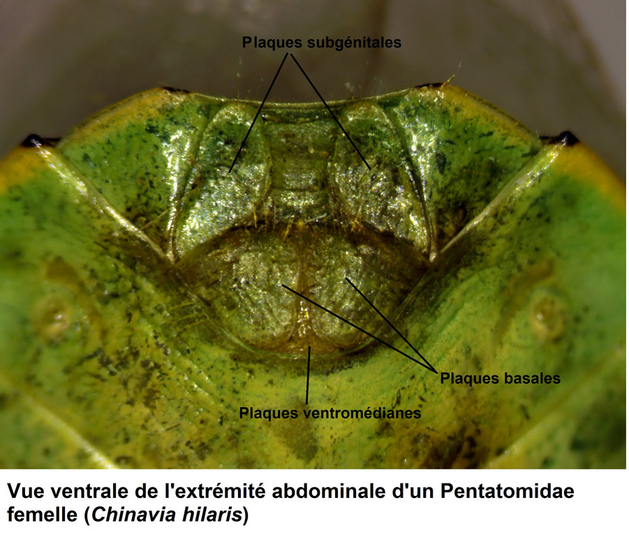 Abdomen-femelle-Pentatomidae-dessous