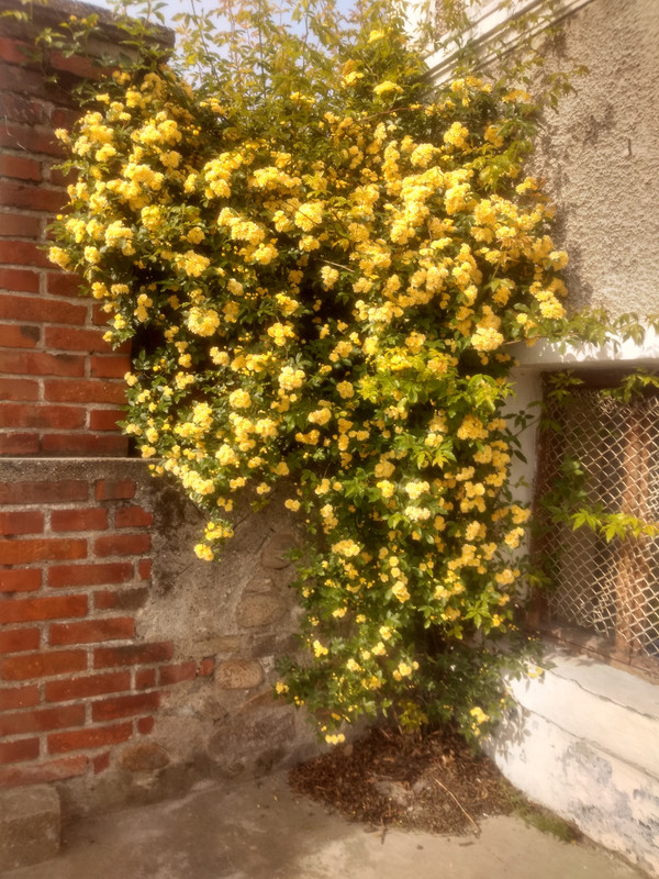IMG_20190425_093442903_HDR