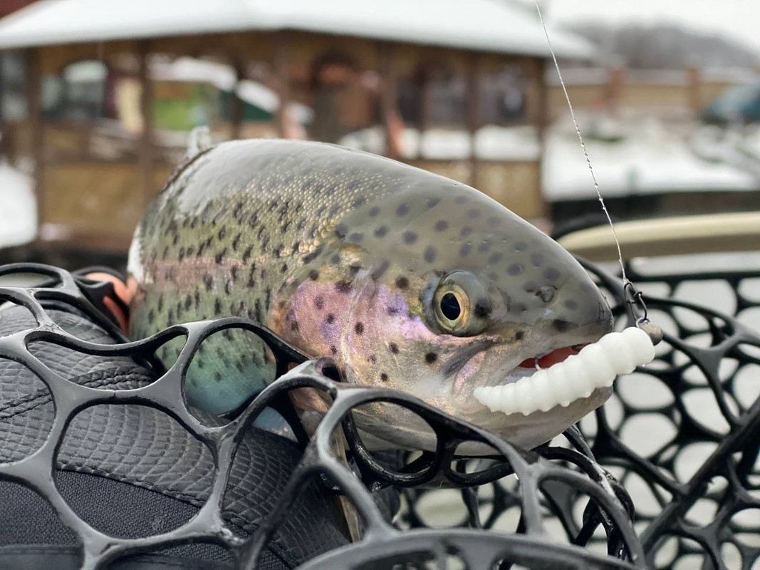 Fresh Lures, FreshLures, trout fishing lures, trout fishing lures plastic,