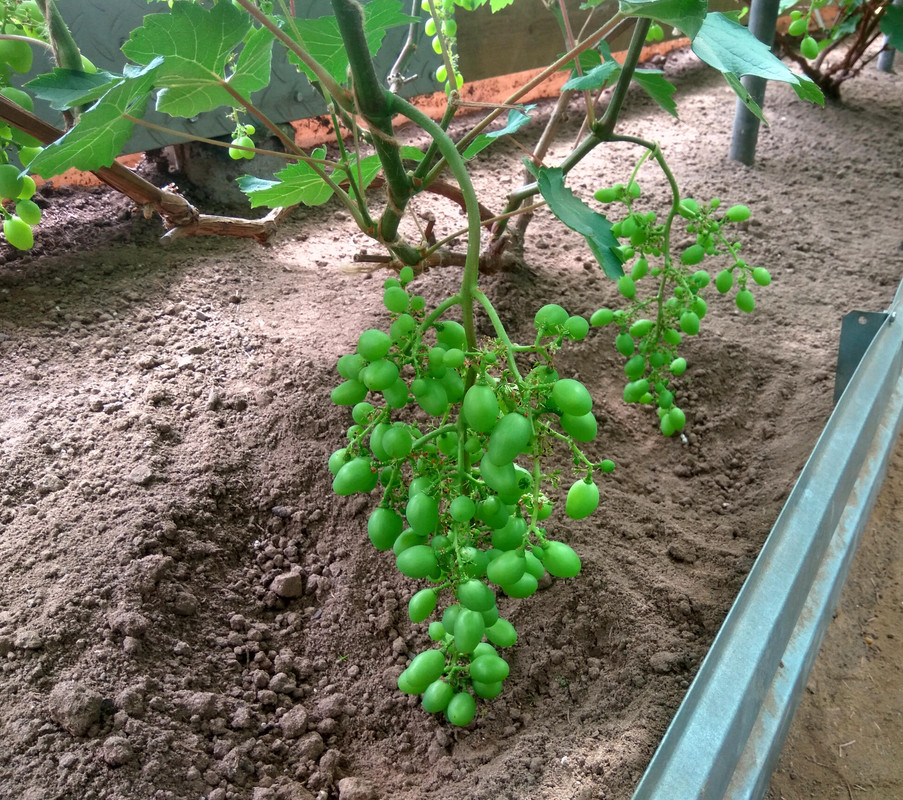 Супер Экстра (фото от 11.07.2018)и