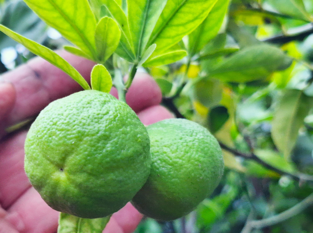 TaichangF2_fruechte_3