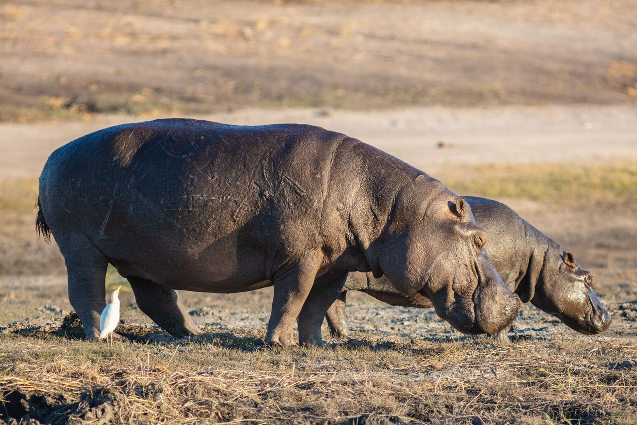3840px Hipopótamos (Hippopotamus amphibius) parque nacional de Chobe Botsuana 2018 07 28 DD 81