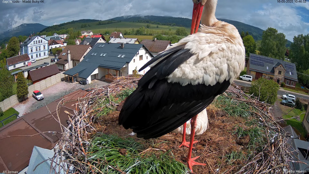 Živá kamera - Mladé Buky - čapí hnízdo 4K 7-55-20 screenshot