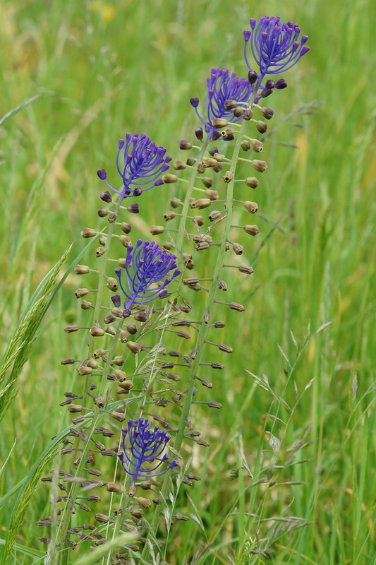 DSC00089r.jpg