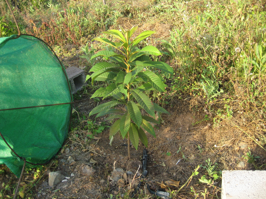 IMG_6220 Pouteria viridis - ZAPOTE VERDE