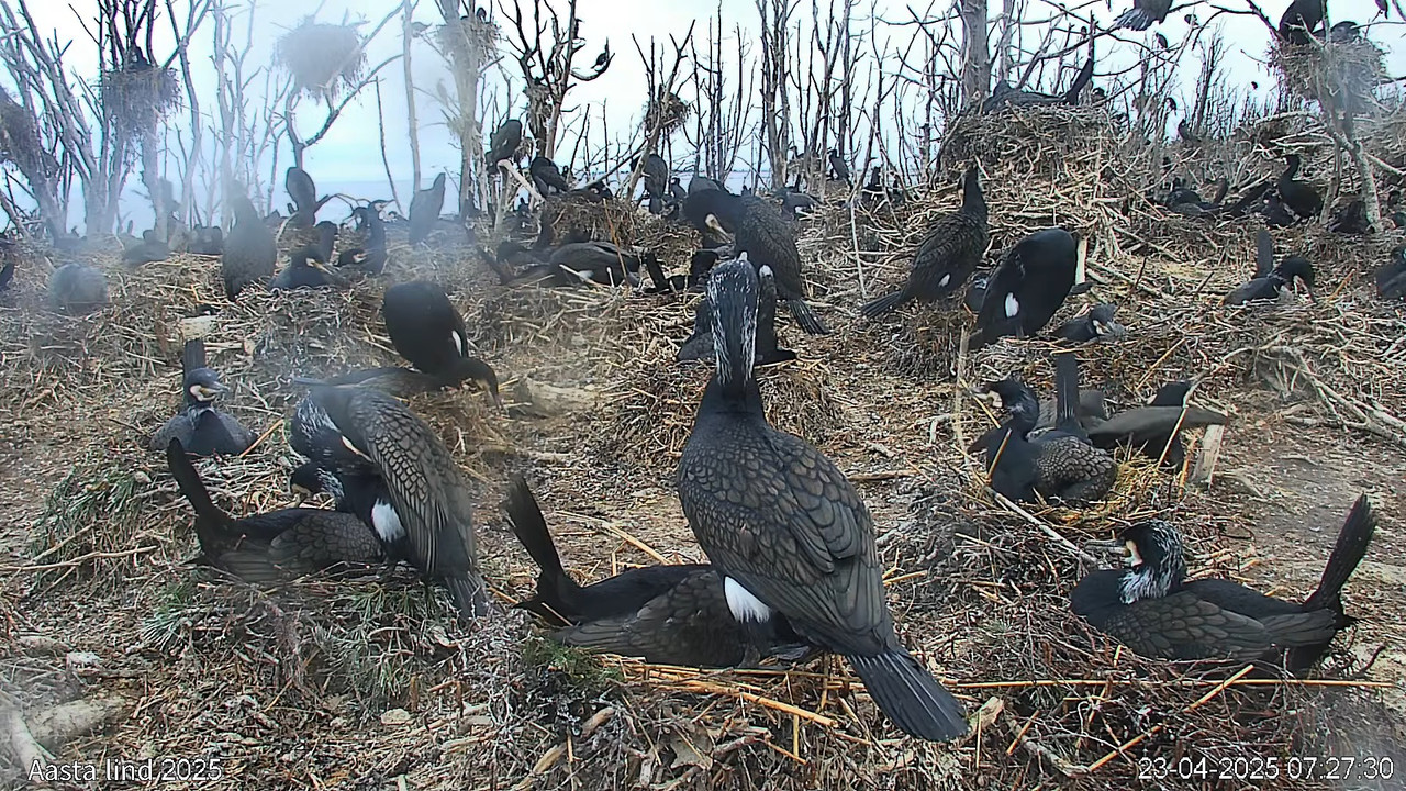 Tīmekļa kamera_ 2025. gada putns — jūraskrauklis (galvenā kamera) 9-0-46 screenshot
