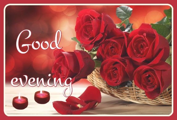 evening-roses-rouges