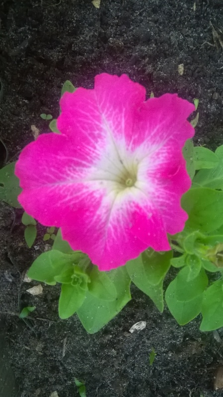 WP_20160529_007