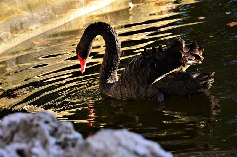 PARQUE EL CAPRICHO-2013-2022-MADRID - Paseando por España-1991/2016 (60)
