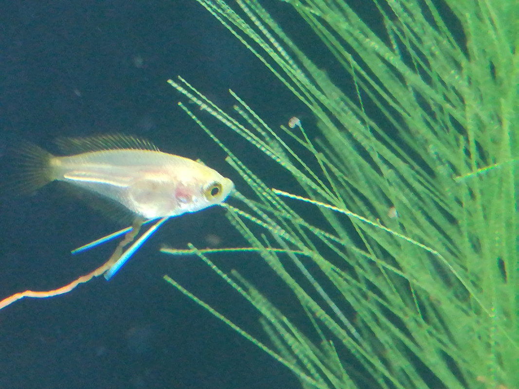 15353134496961713404754