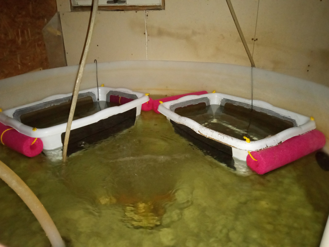2:16:23 trout in cages