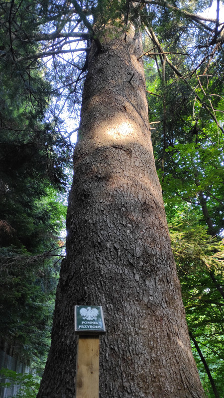 09.11 - IMG_20220616_174647 (Czesio1)