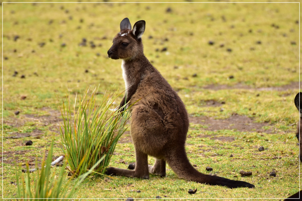 Australia (I): toma de contacto - Blogs de Australia - Kangaroo Island (15)