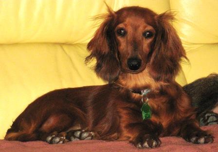 [Image: PICOLINO-025.jpg]