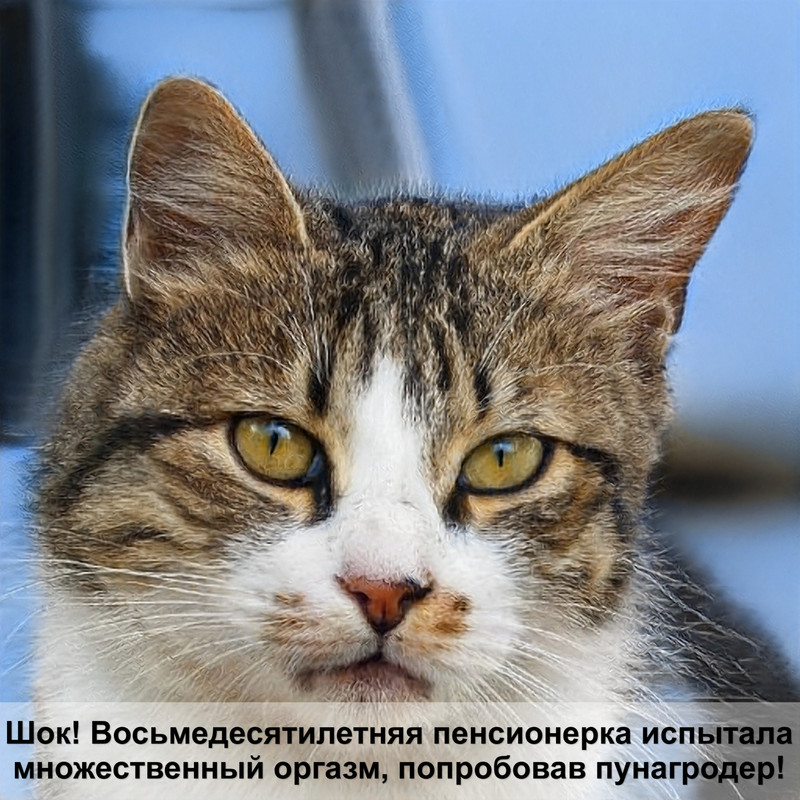 8 месяцев коту сколько лет