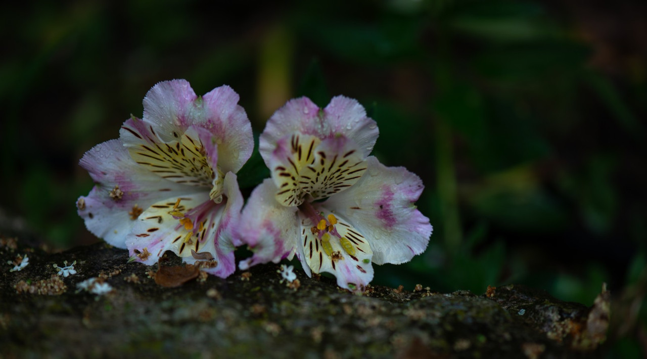 IMG-3357c3305efcda698a17da890364a3c9-V