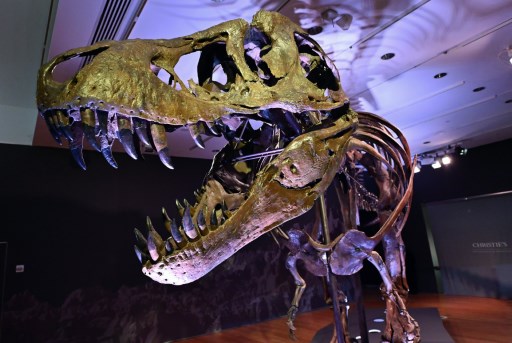 Kerangka Tyrannosaurus rex (T-Rex), bernama STAN dipajang selama pratinjau pers di Christie's Rockefeller Center pada 15 September 2020 di New York City. 