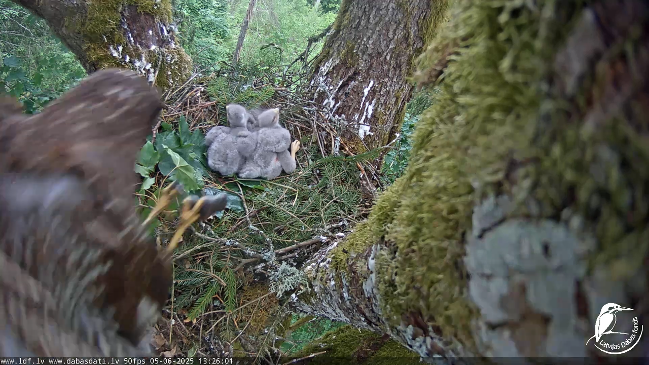 Melnās klijas (Milvus migrans) Kurzemē_ peļu klijāni (Buteo buteo) 9-42-16 screenshot (1)