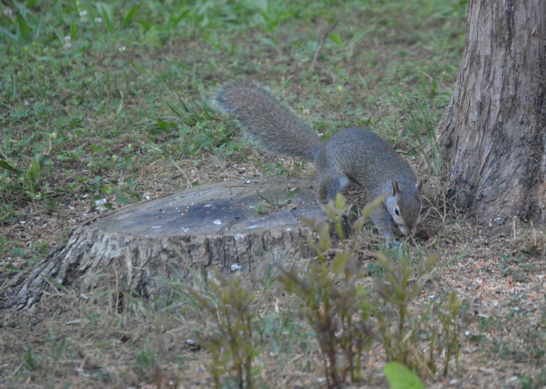 2021-6-17 Squirrels (4)