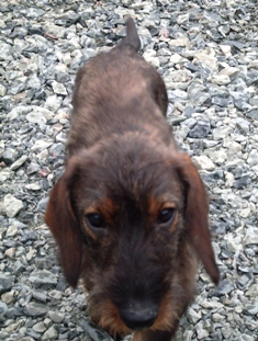 [Image: Copie-de-SDC10885.jpg]