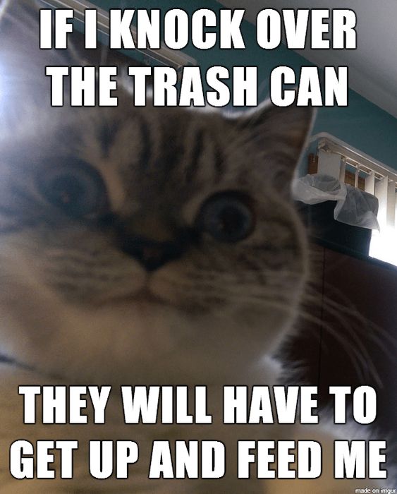 Cat Humor #7