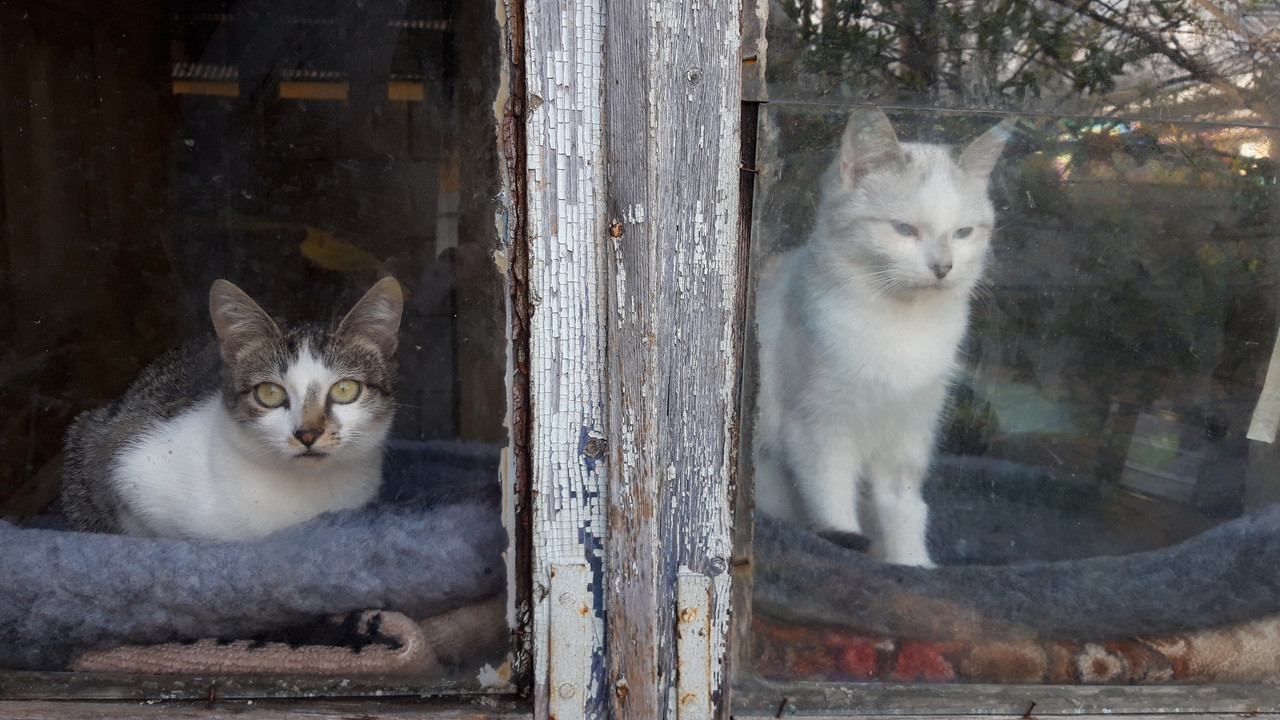 IMG-73424a4532cd9c58cd0db900cc34a334-V