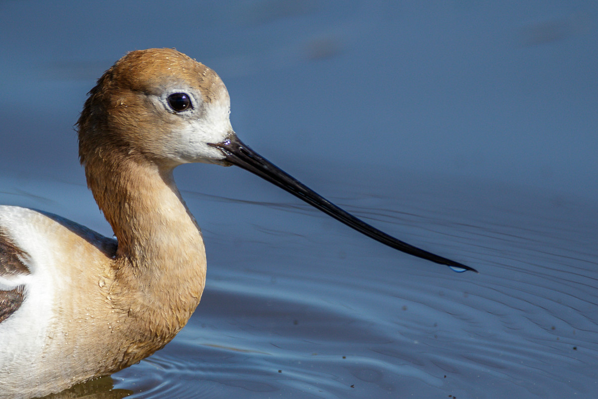American Avocet-36