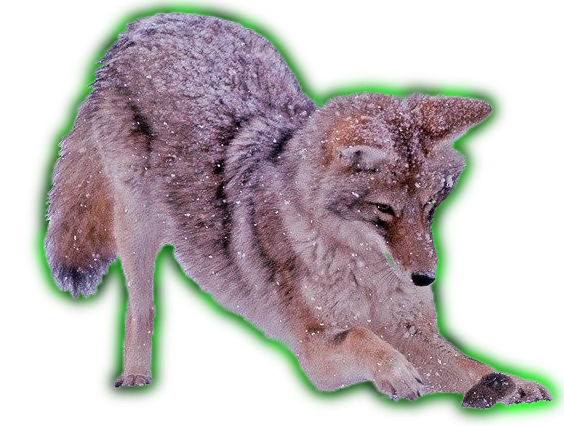 transparent coyote png