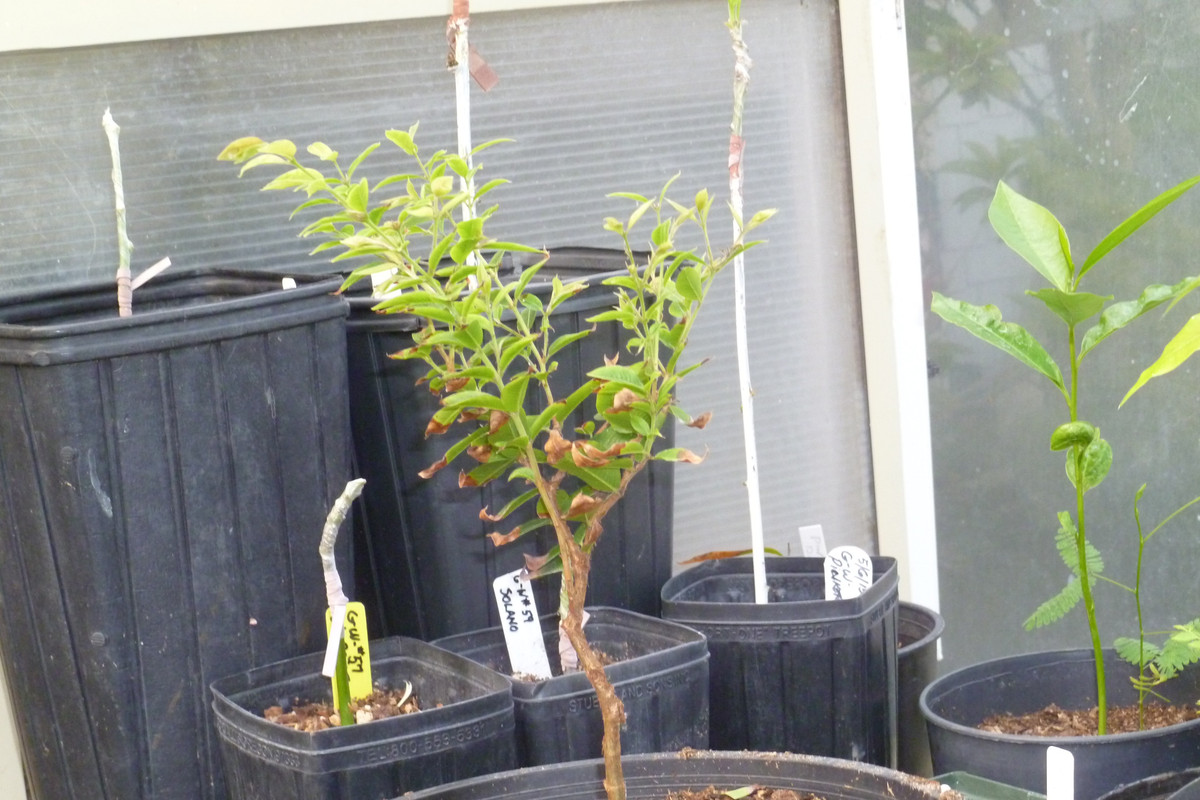 small leafed red jabo seedling 005