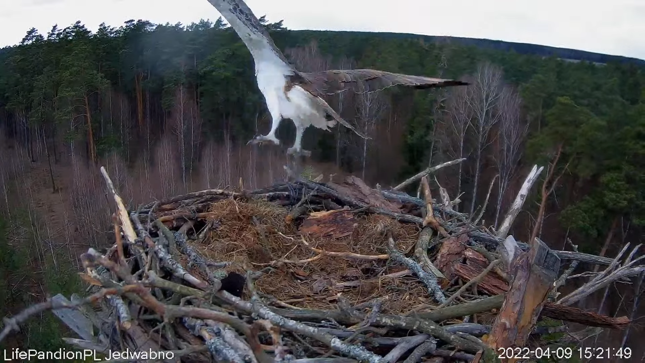 Rybołowy Online Puszcza Napiwodzko-Ramucka _ Ospreys Online in Napiwodzko-Ramucka Forest 7-16-58 scr