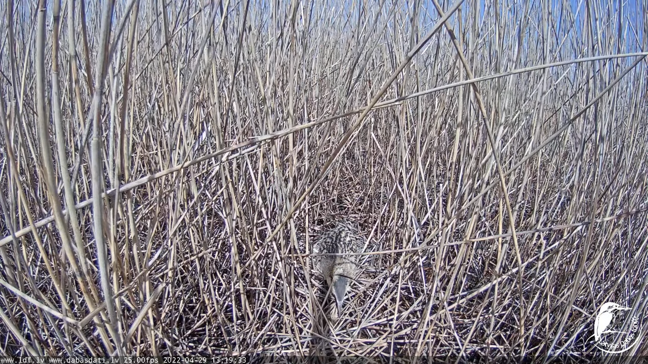 LDF Lielais dumpis Botaurus stellaris 12-51-23 screenshot (1)