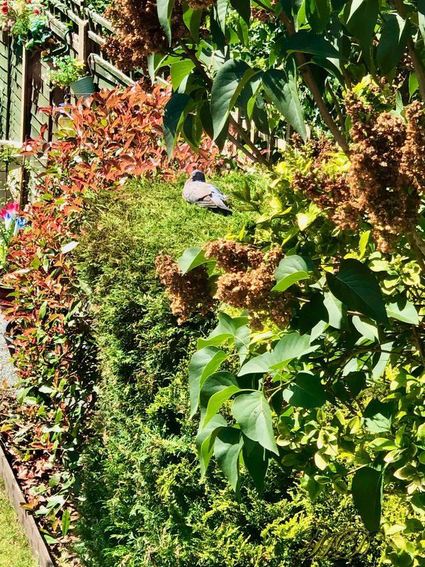 Dove-on-the-hedge-HD.jpg