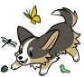 A tricolor corgi playing with bugs
