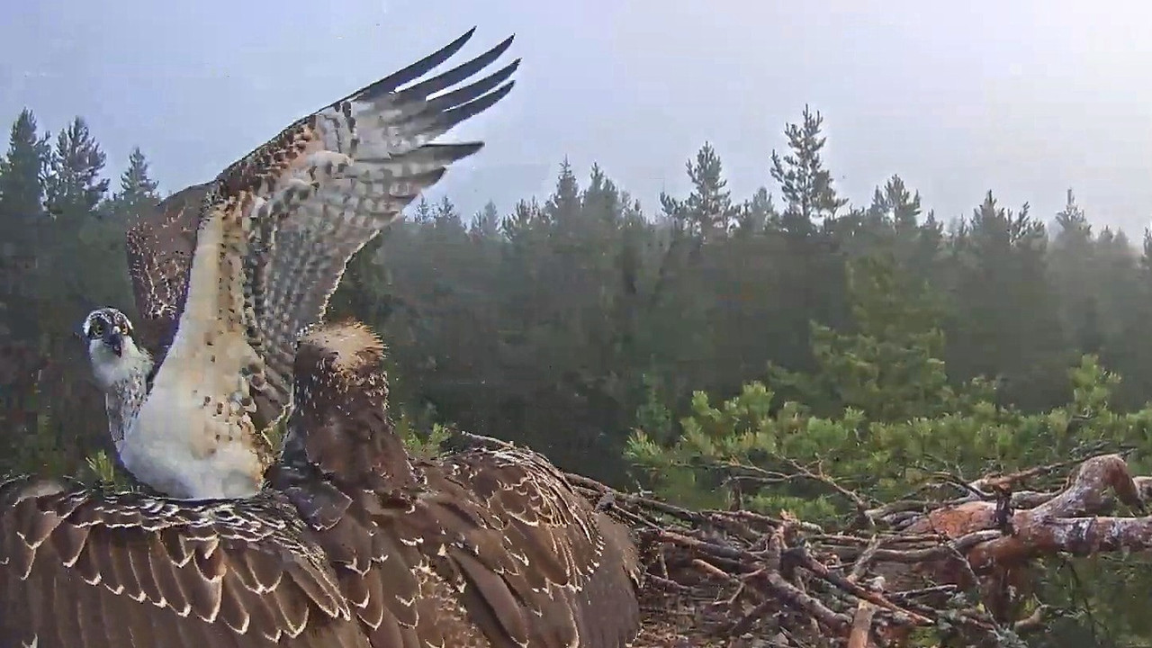 Zivju ērglis (Pandion haliaetus) Kurzemē - LDF tiešraide 11-17-24 screenshot