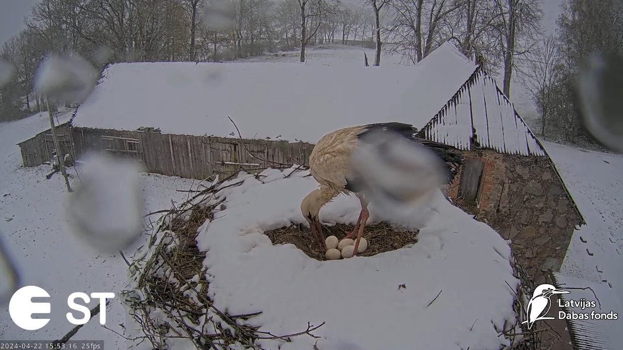 Baltie stārķi (Ciconia ciconia) Tukuma novadā - LDF tiešraide __ White storks in Tukums, Latvia 10-3