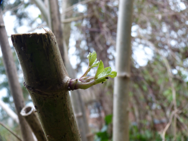 Dahlia imperialis shoot outside